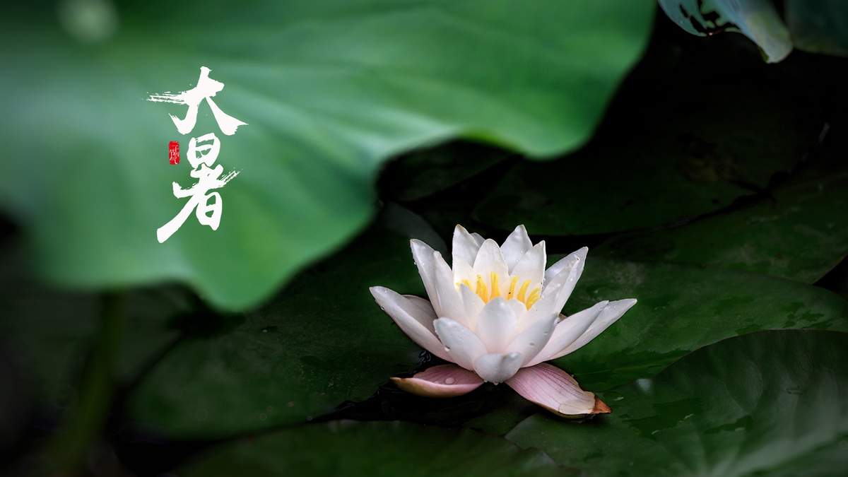 大暑之荷花图片桌面壁纸图片