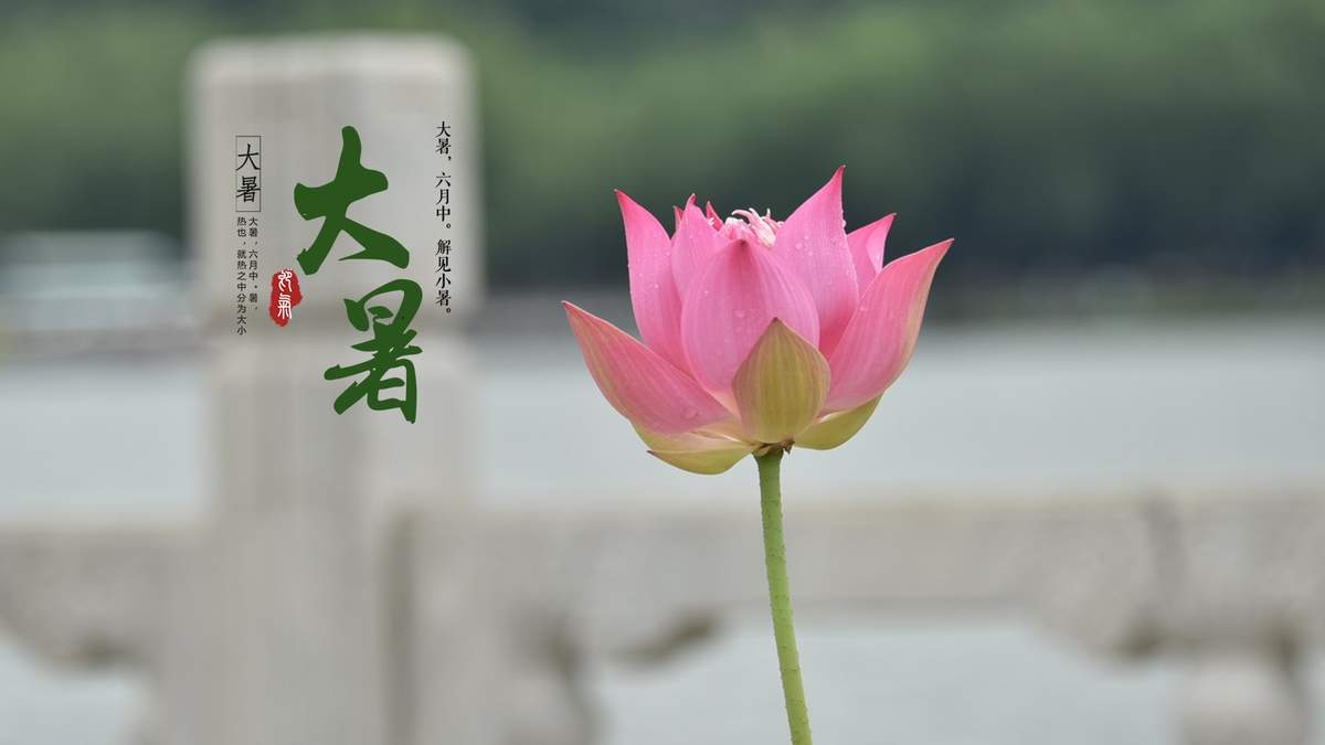 清新夏日荷花高清桌面壁纸图片
