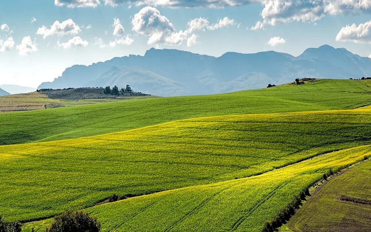 小清新绿色护眼手机壁纸图片
