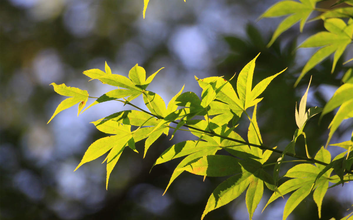 2020年8月绿色护眼植物桌面日历壁纸图片