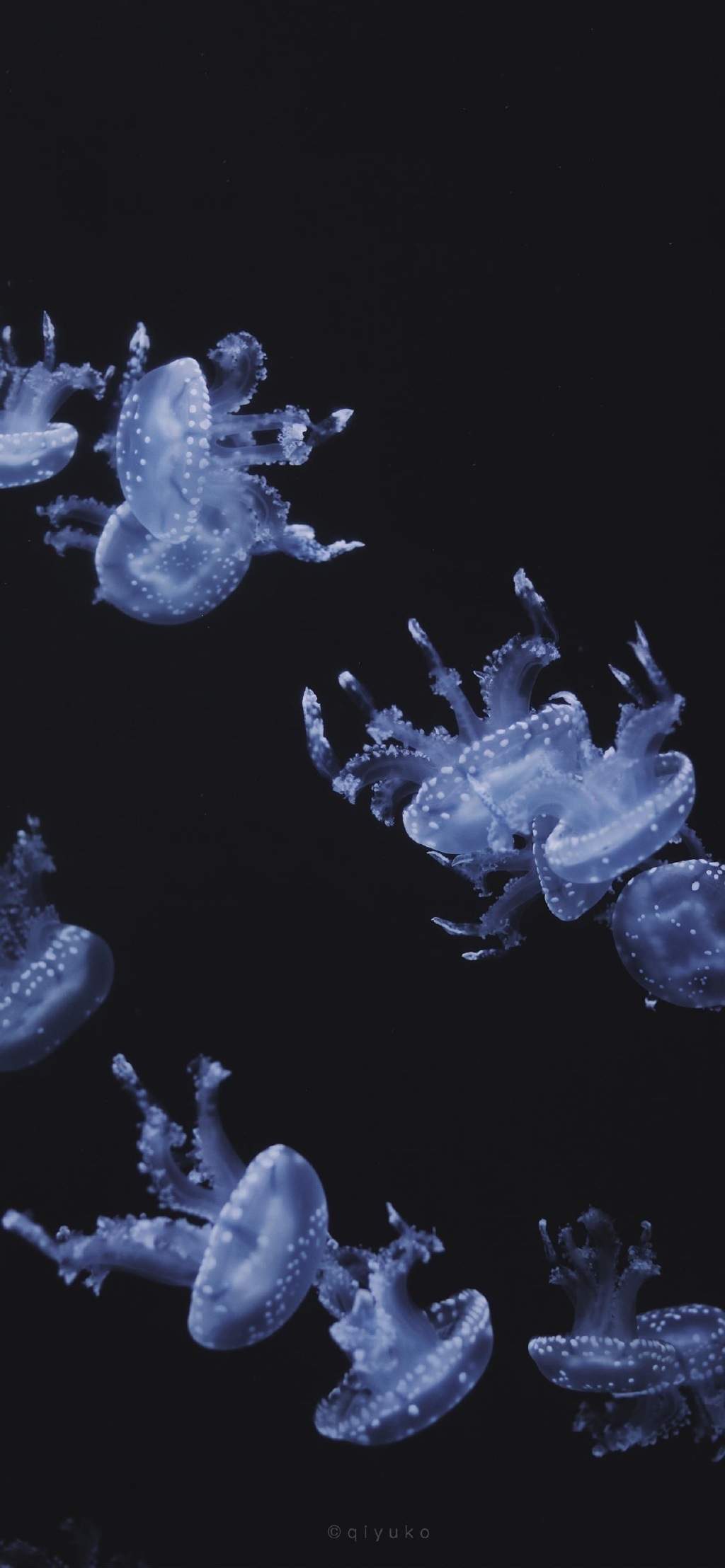 海洋生物可爱的海豚桌面壁纸图片