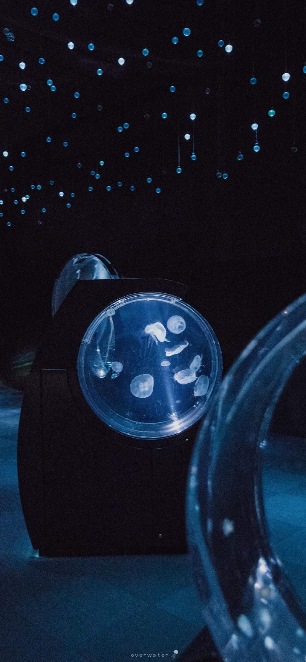 海洋生物可爱的海豚桌面壁纸图片