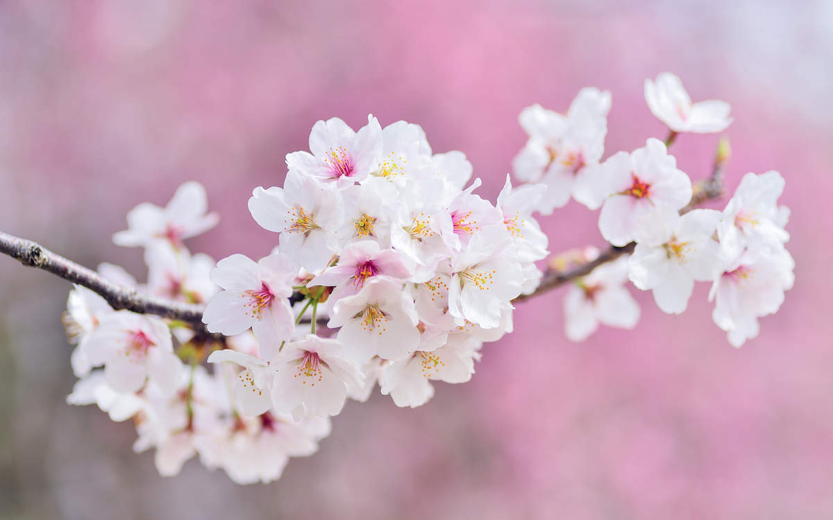 2020年4月春日樱花美景日历壁纸图片