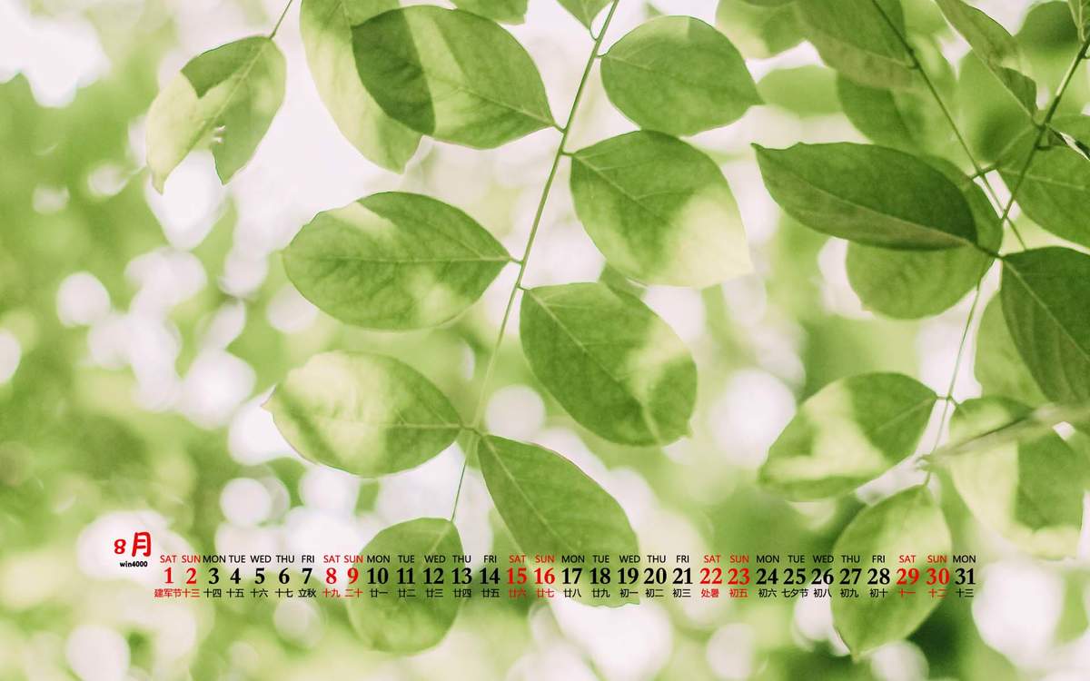 2020年8月绿植花卉清新桌面日历图片壁纸图片