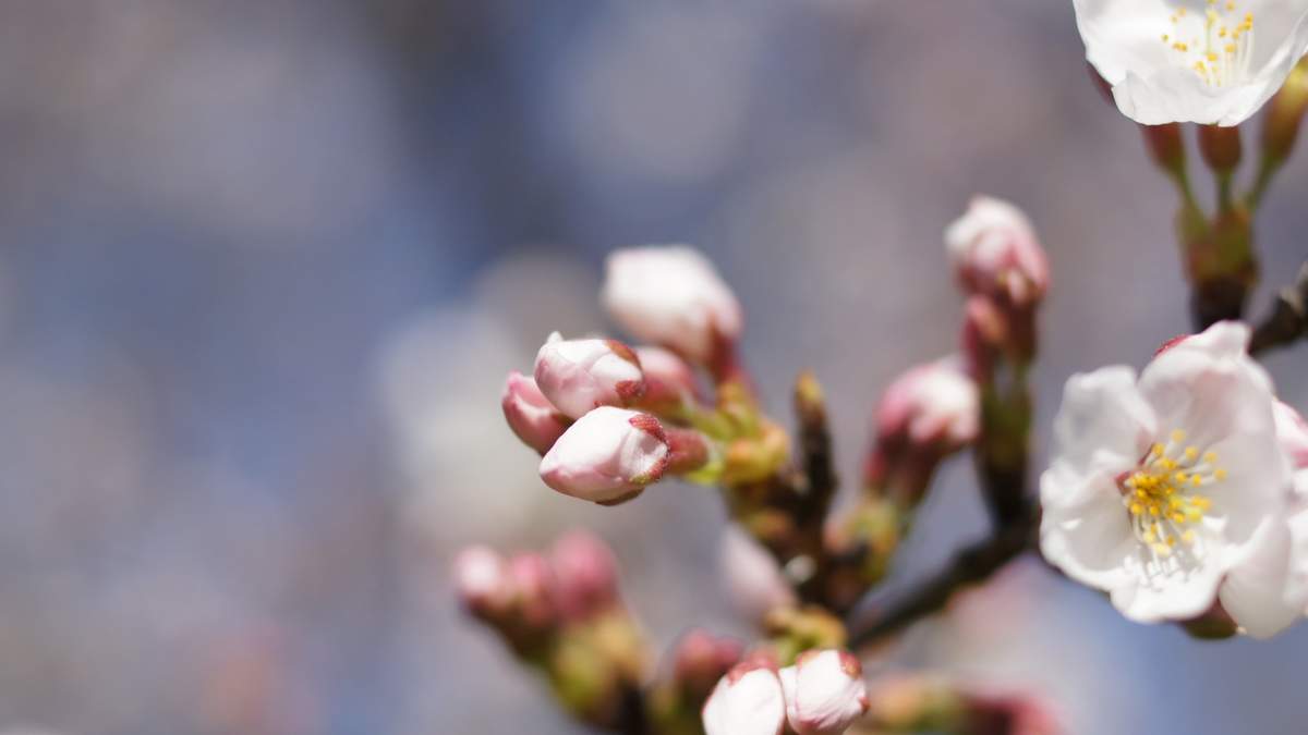 樱花图片图片