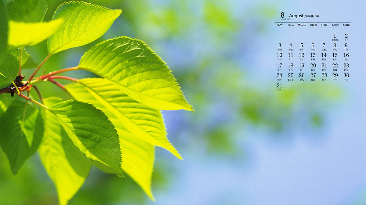 唯美清新绿色植物花卉高清摄影素材图片欣赏图片