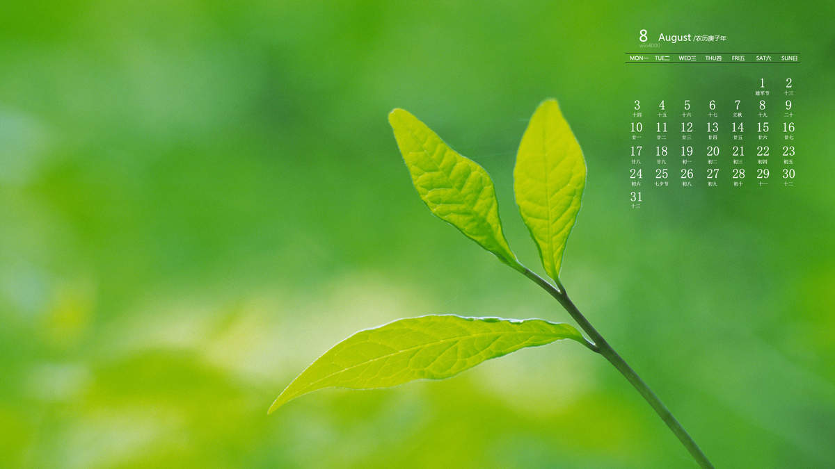 唯美清新绿色植物花卉高清摄影素材图片欣赏图片