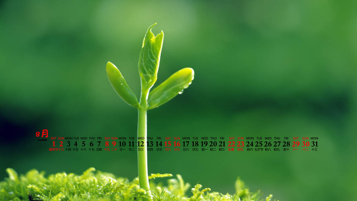 唯美清新绿色植物花卉高清摄影素材图片欣赏图片