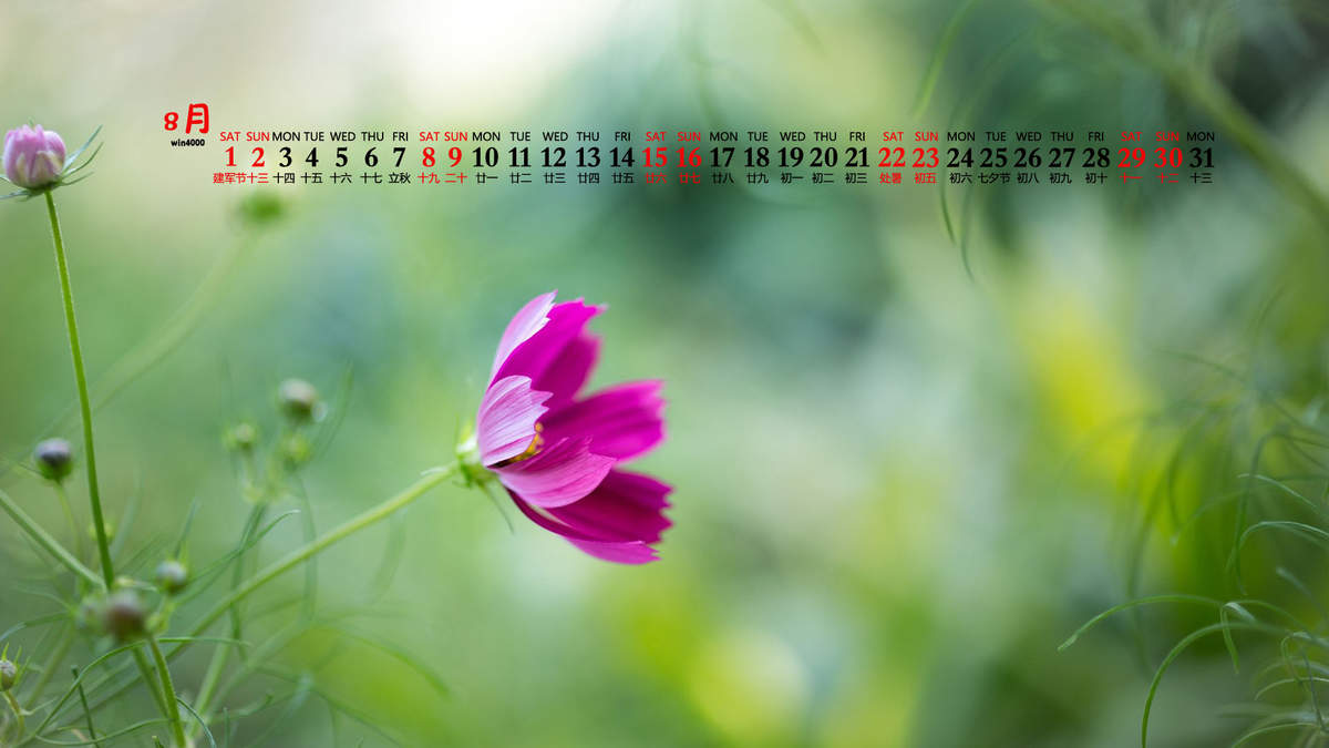 唯美清新绿色植物花卉高清摄影素材图片欣赏图片