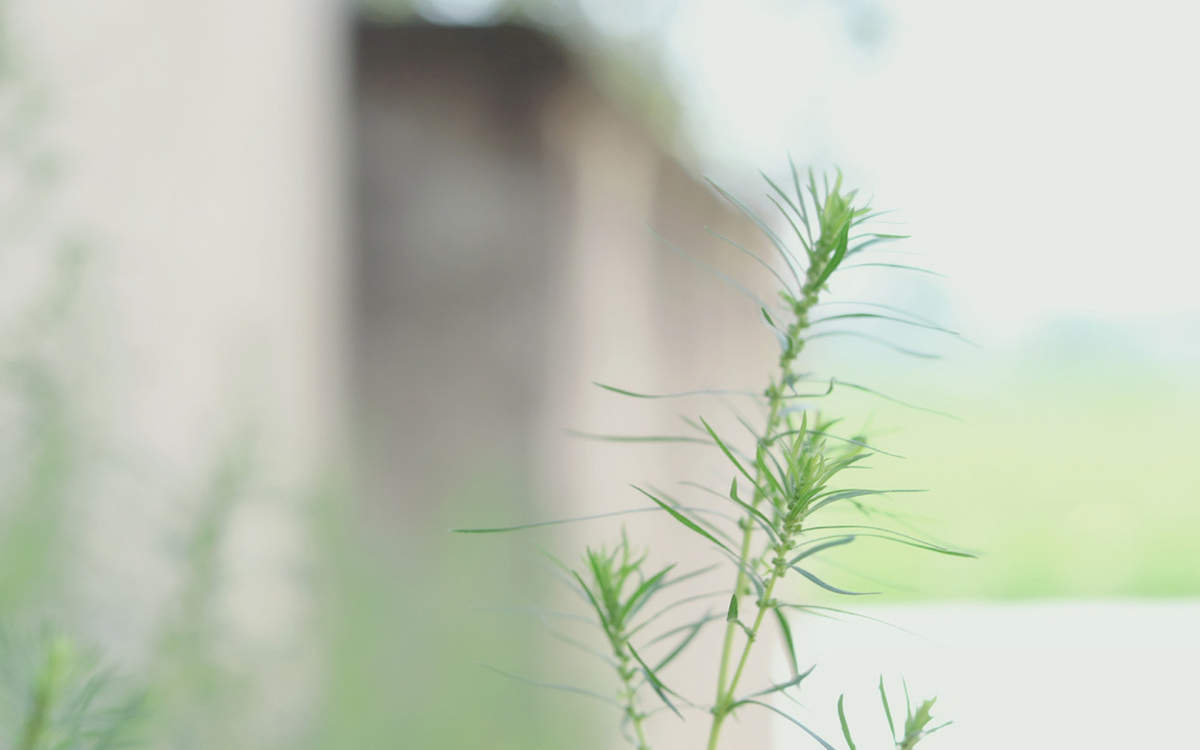 绿色植物图片