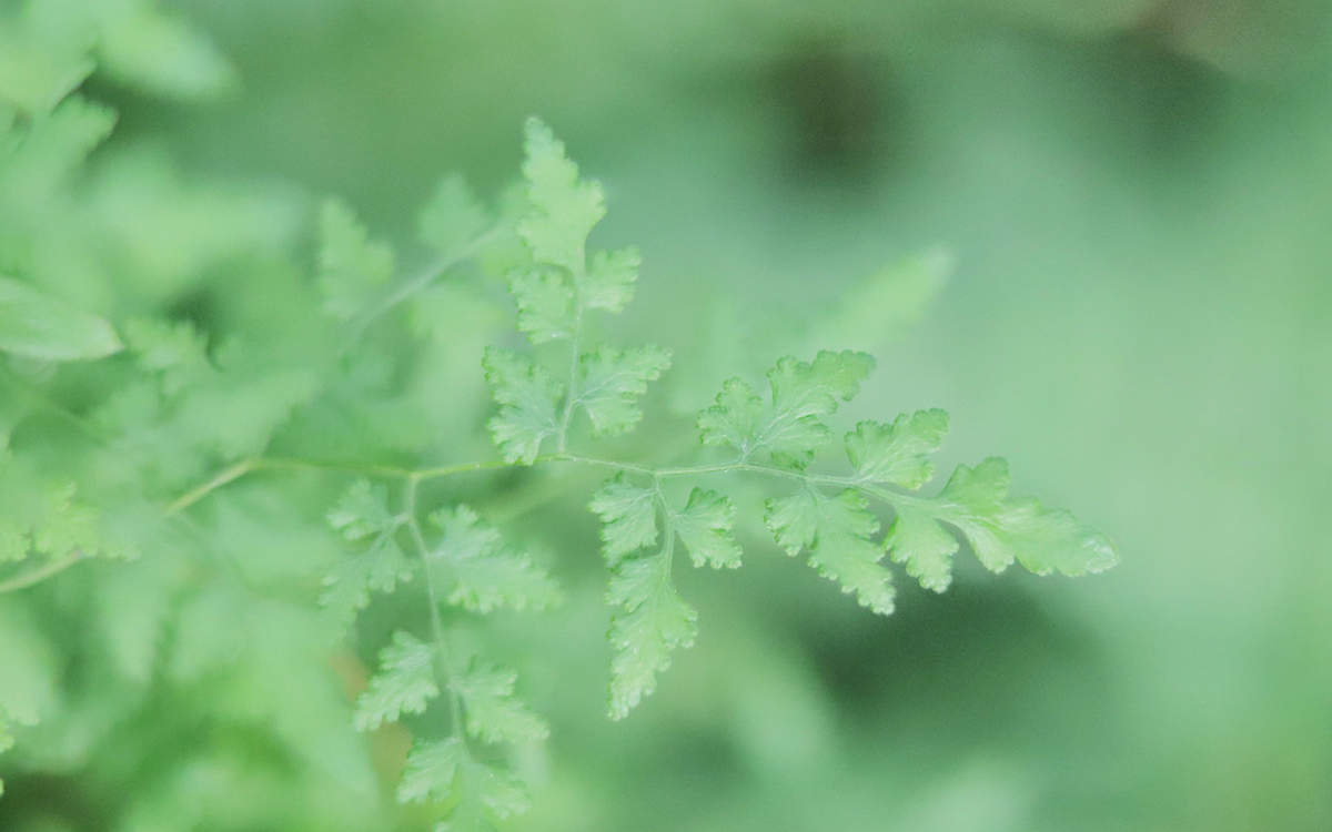 唯美清新绿色植物花卉高清摄影素材图片欣赏图片
