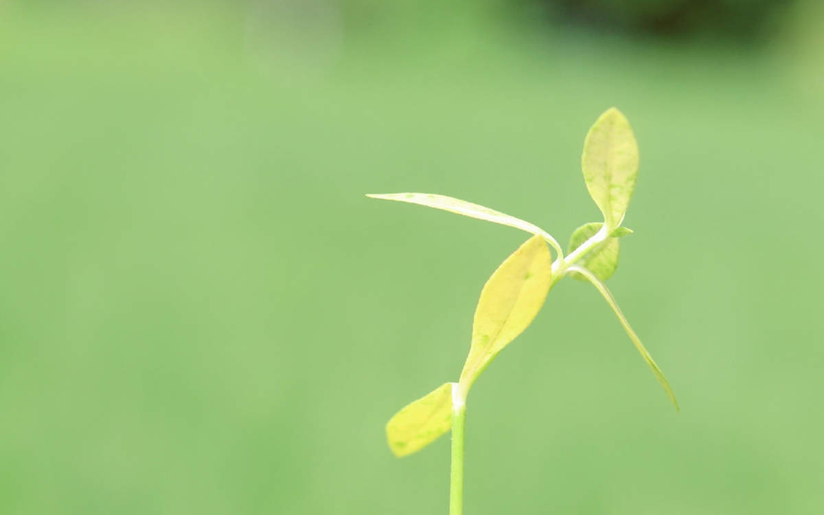 绿色植物图片