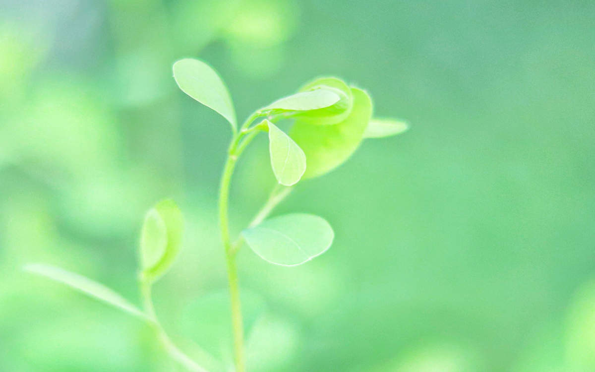 2020年9月护眼绿色植物高清桌面日历壁纸图片