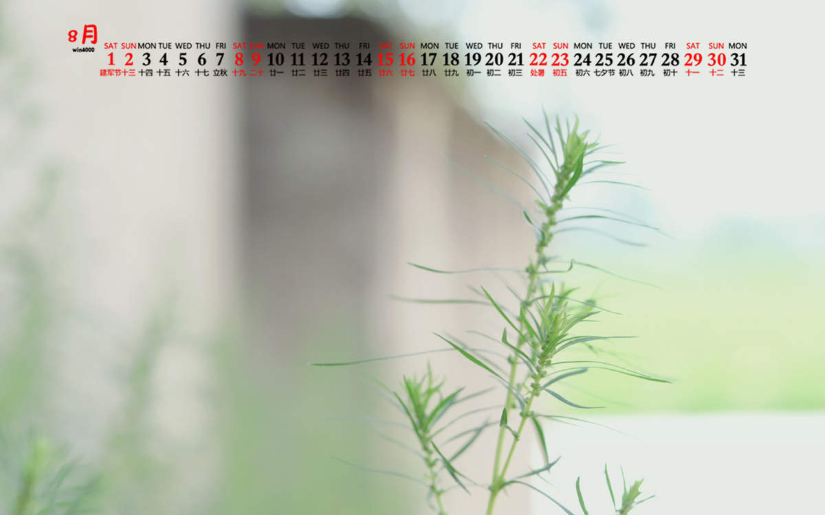 绿色植物图片