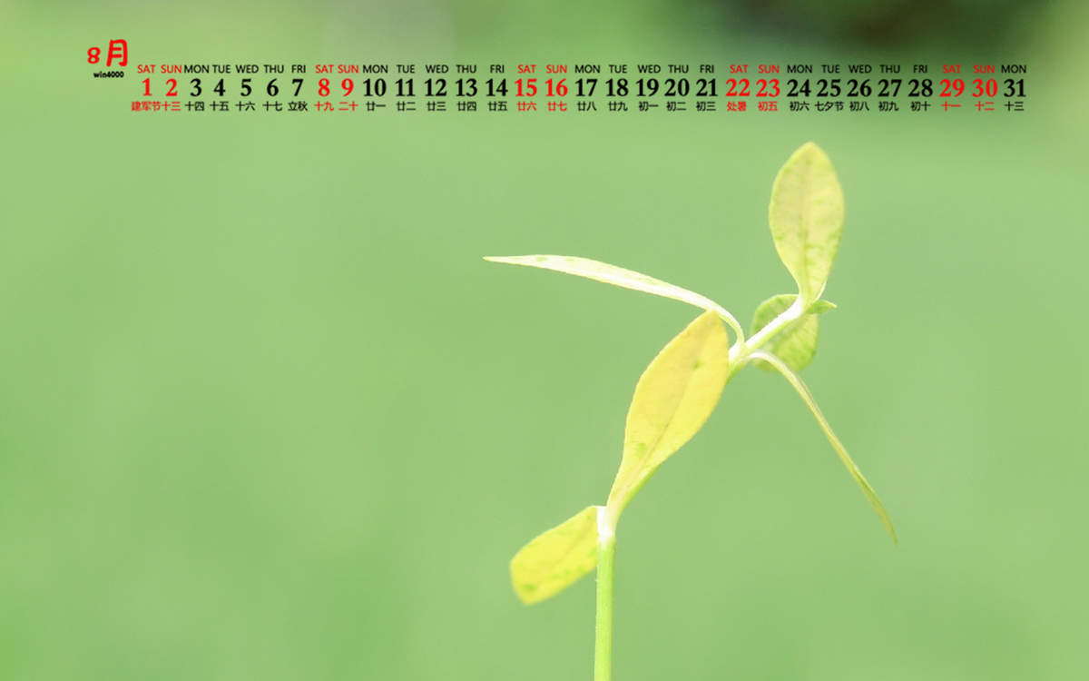 绿色植物图片
