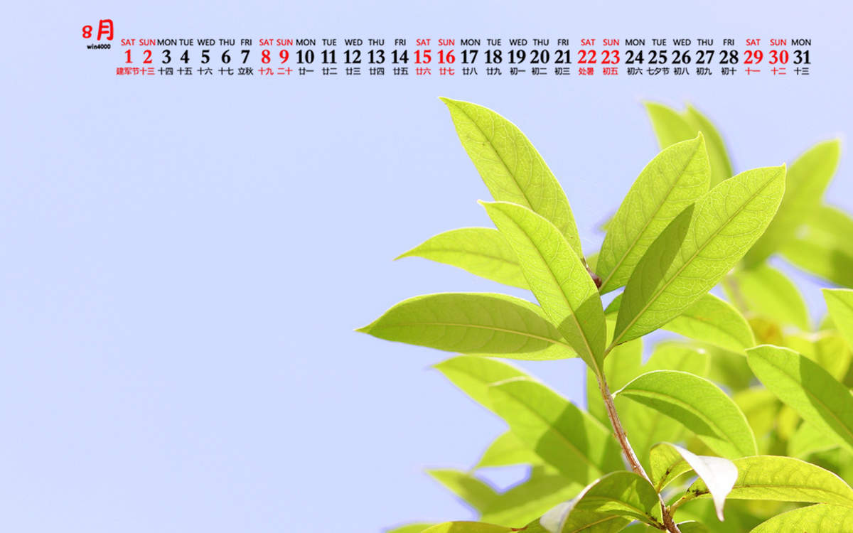 绿色植物图片