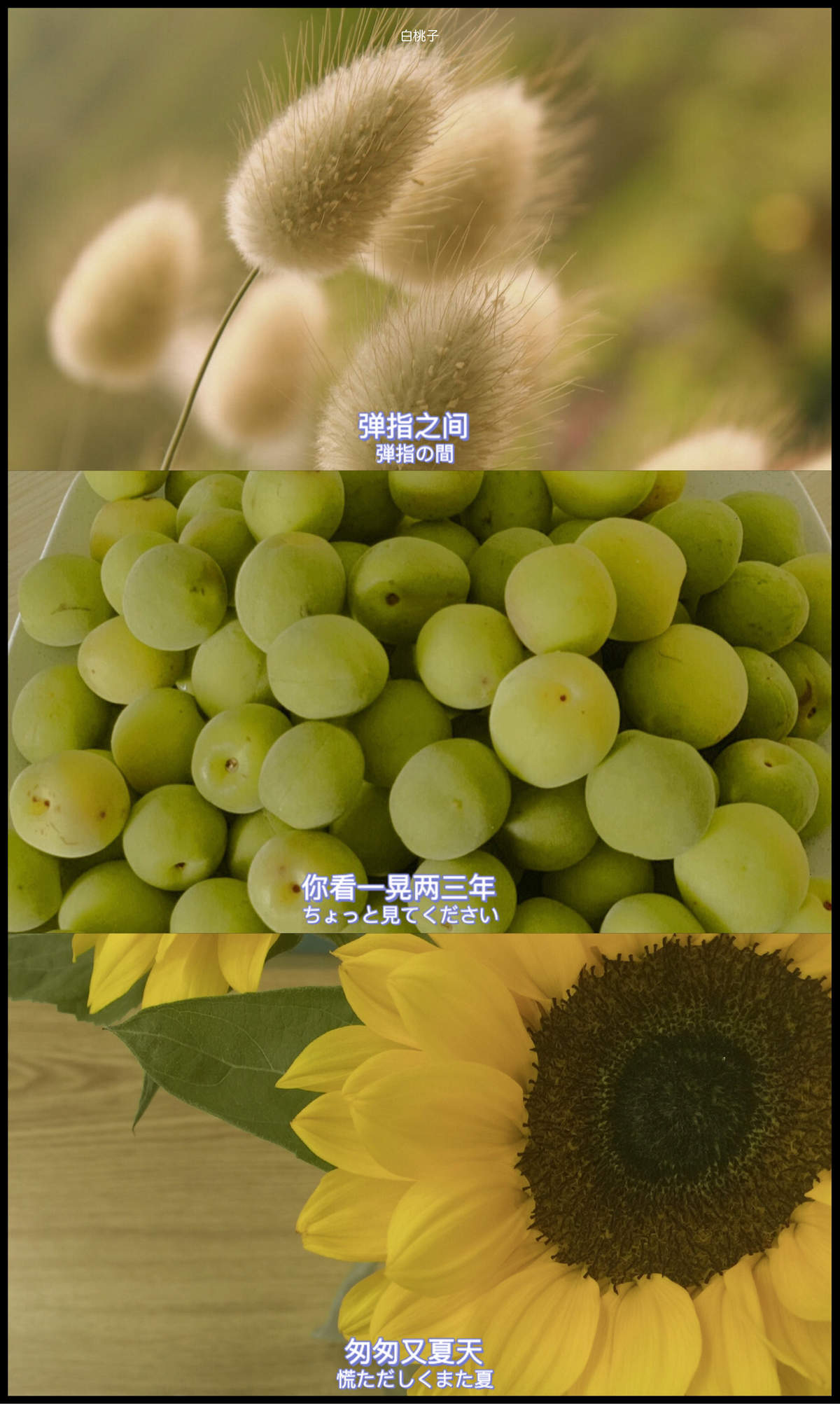 野餐水果清新手机壁纸图片