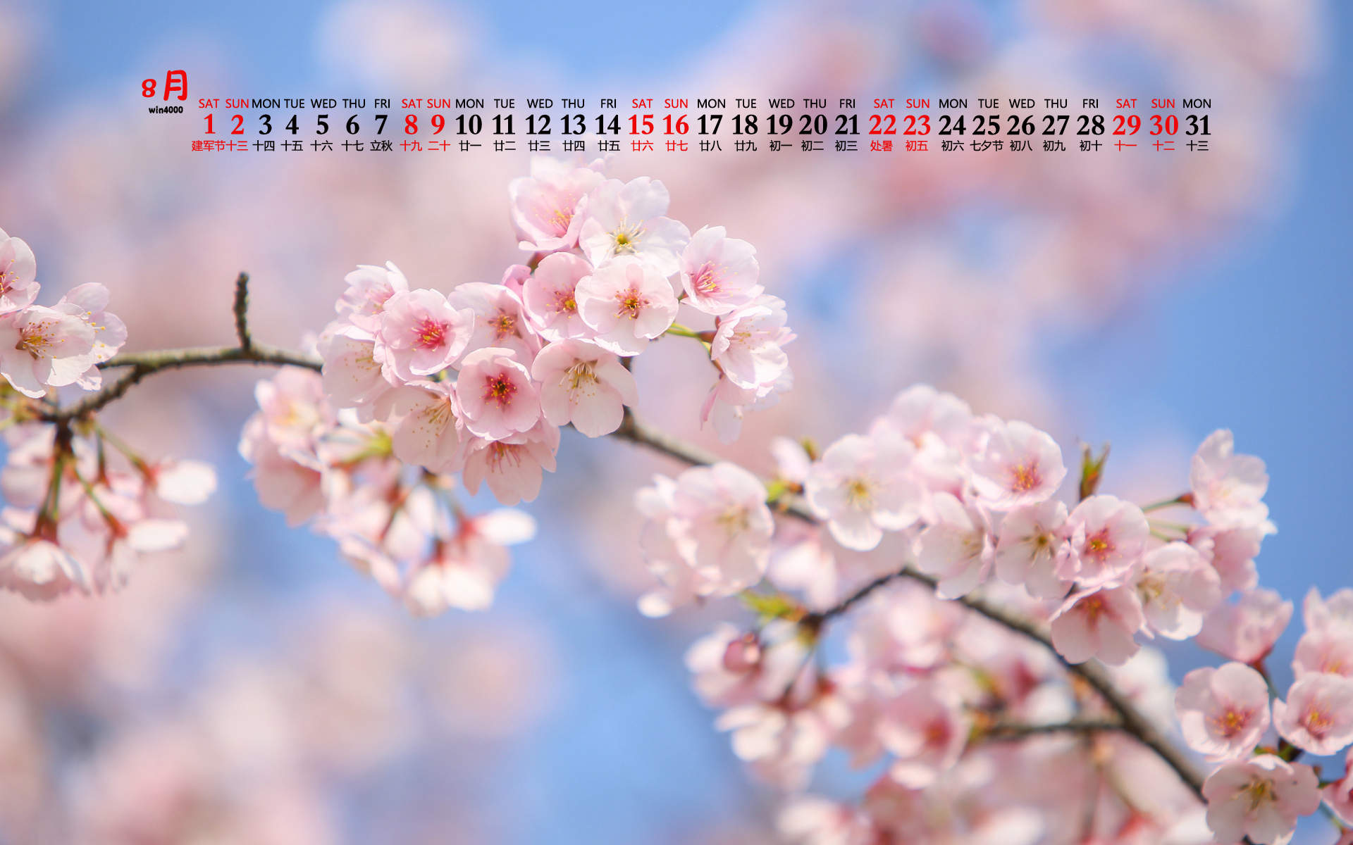 樱花图片图片