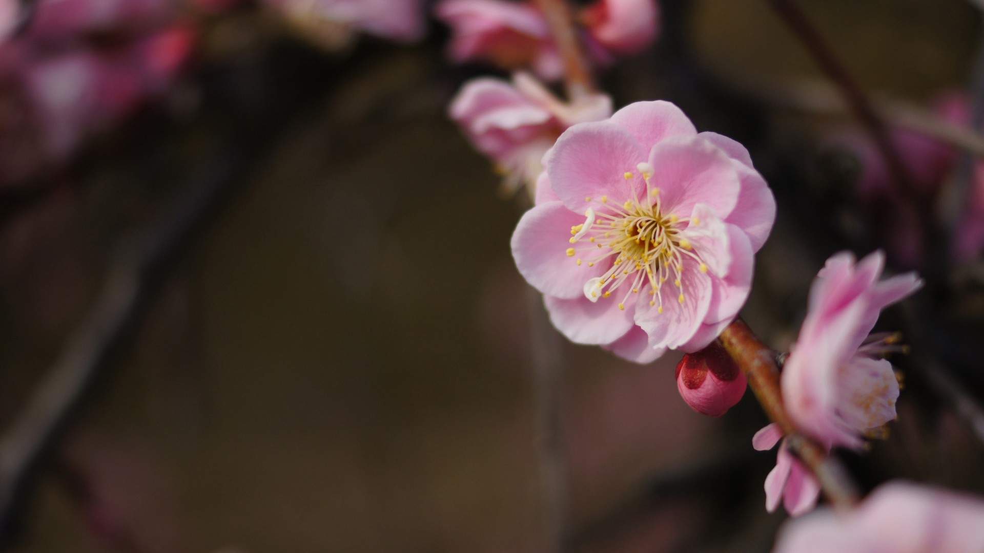 张静初清新淡雅写真图片图片