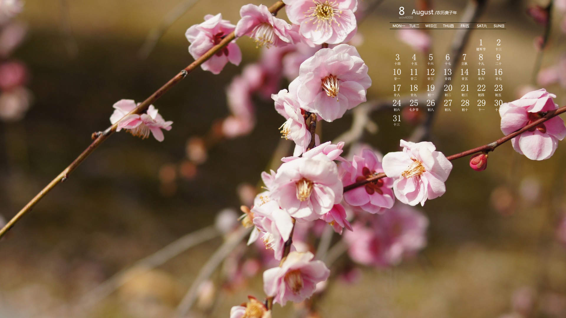 阳春三月绽放的梅花 高清梅花摄影图片欣赏图片