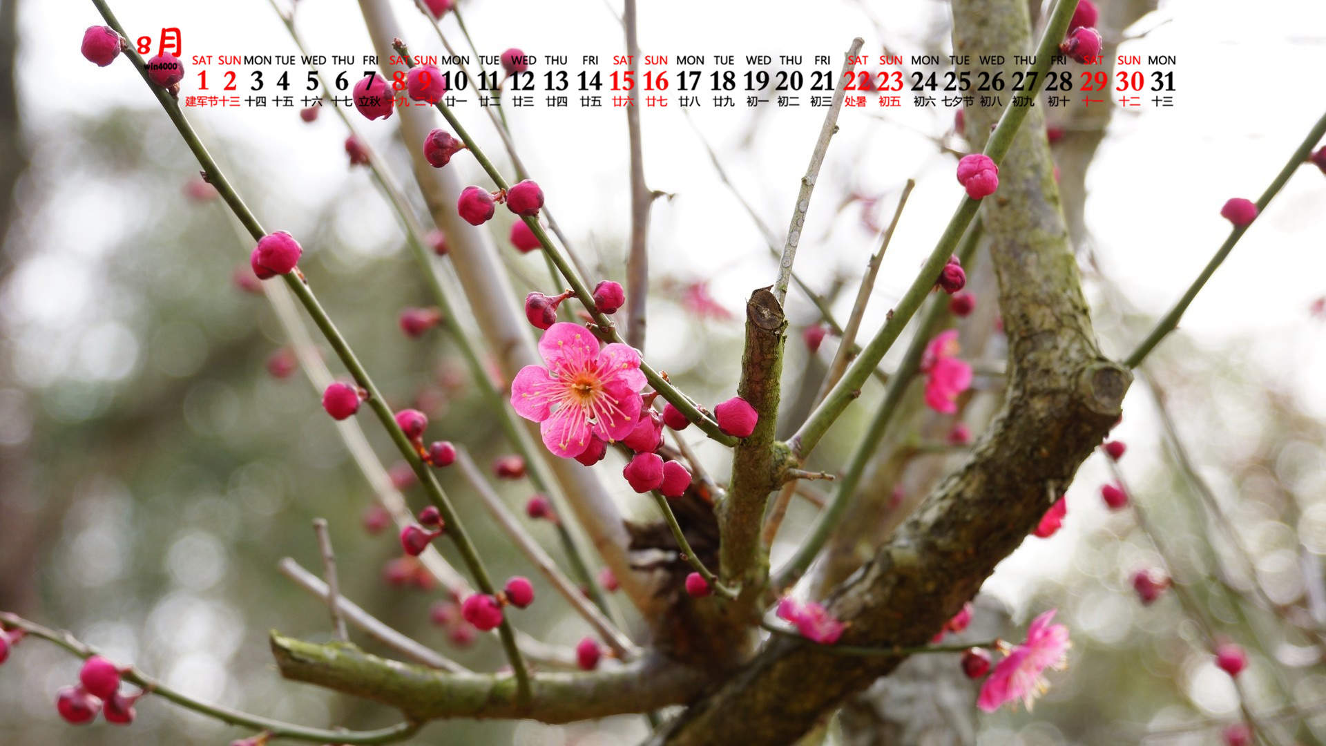 阳春三月绽放的梅花 高清梅花摄影图片欣赏图片