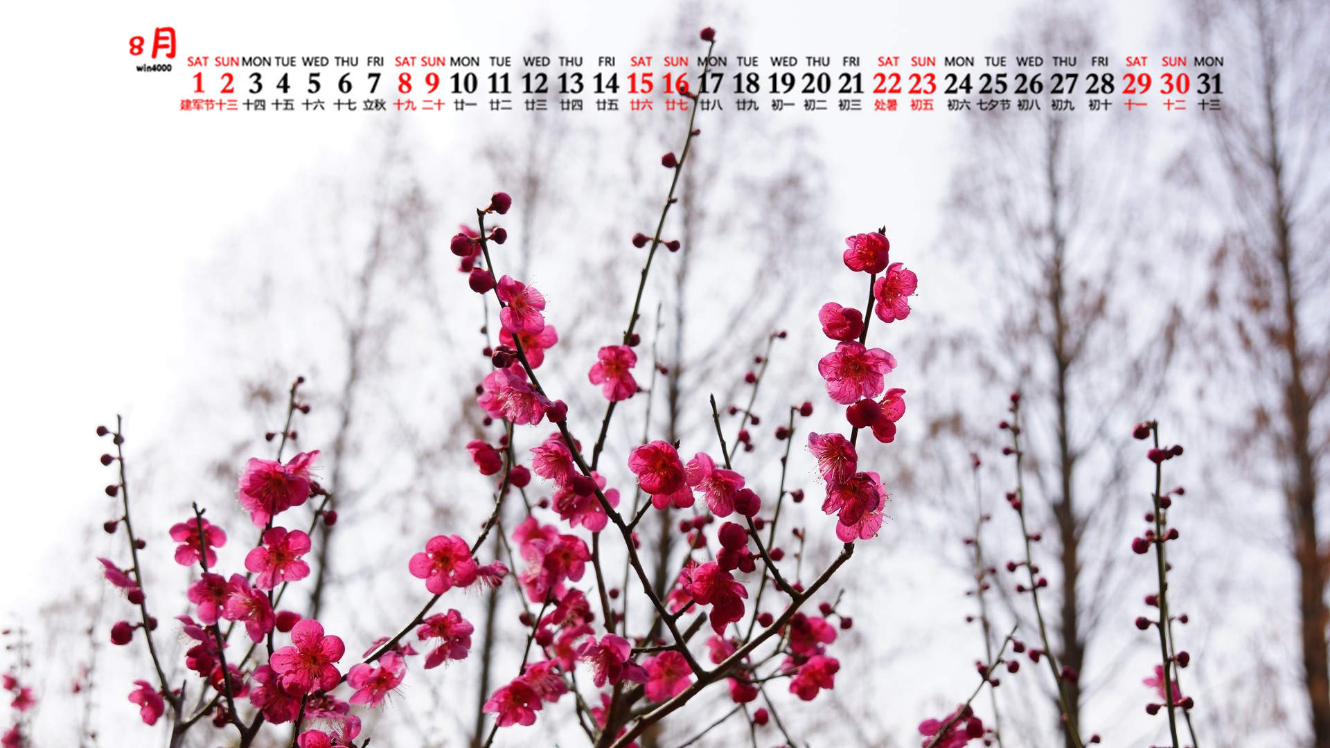 梅花图片
