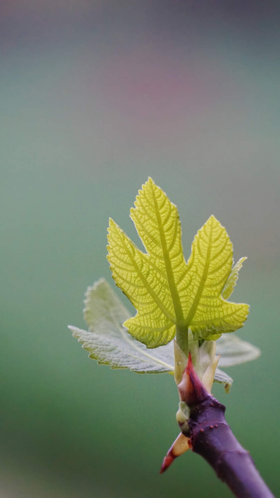 清新护眼绿色植物图片手机壁纸图片