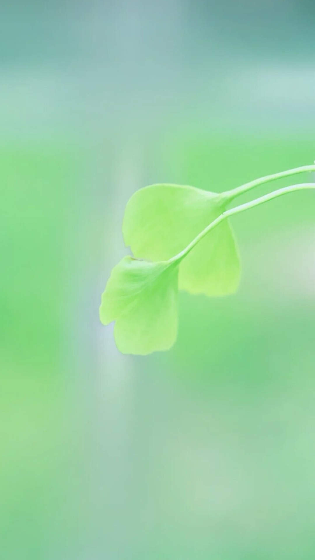 清新护眼绿色植物图片手机壁纸图片