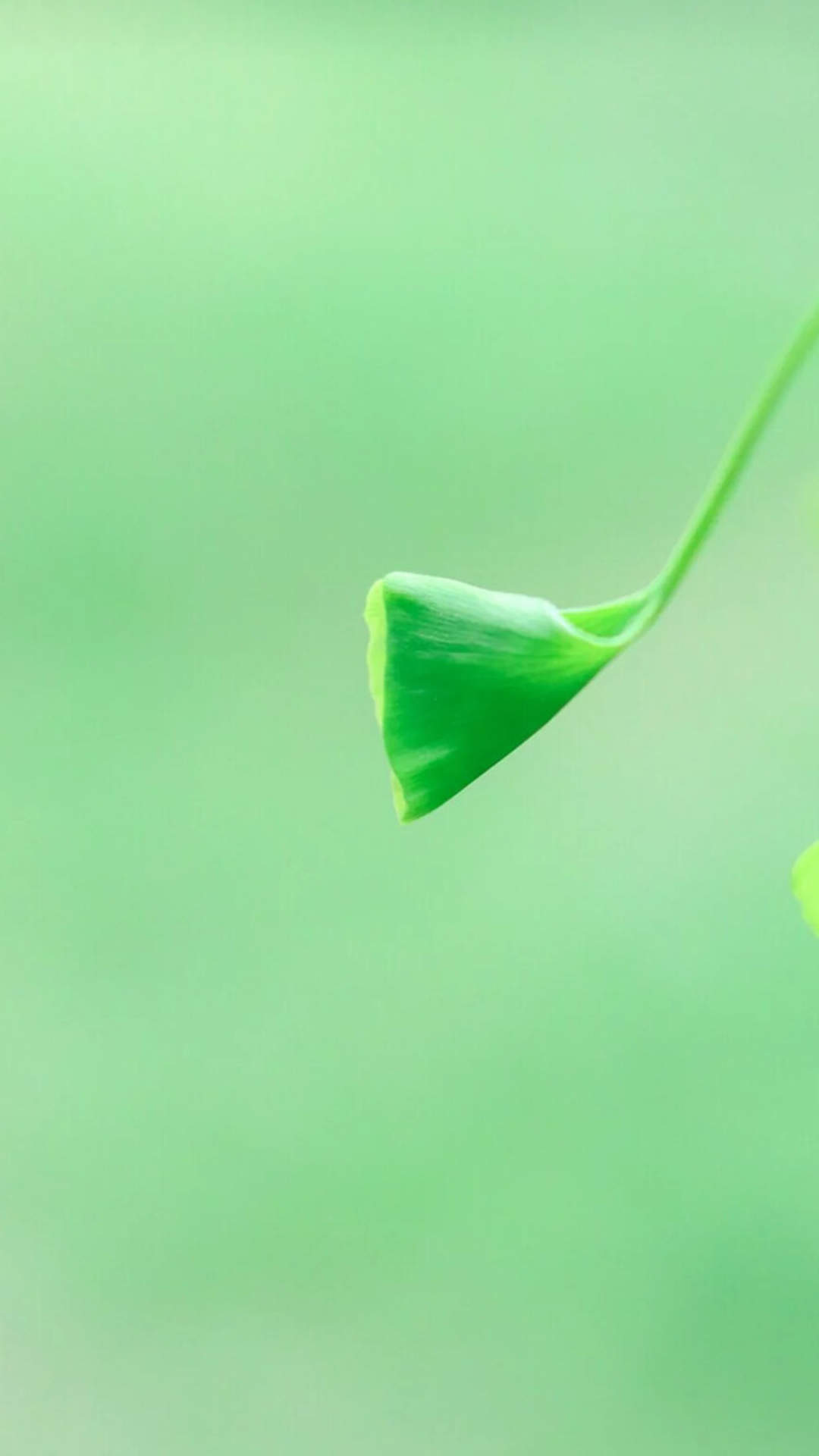清新护眼绿色植物图片手机壁纸图片