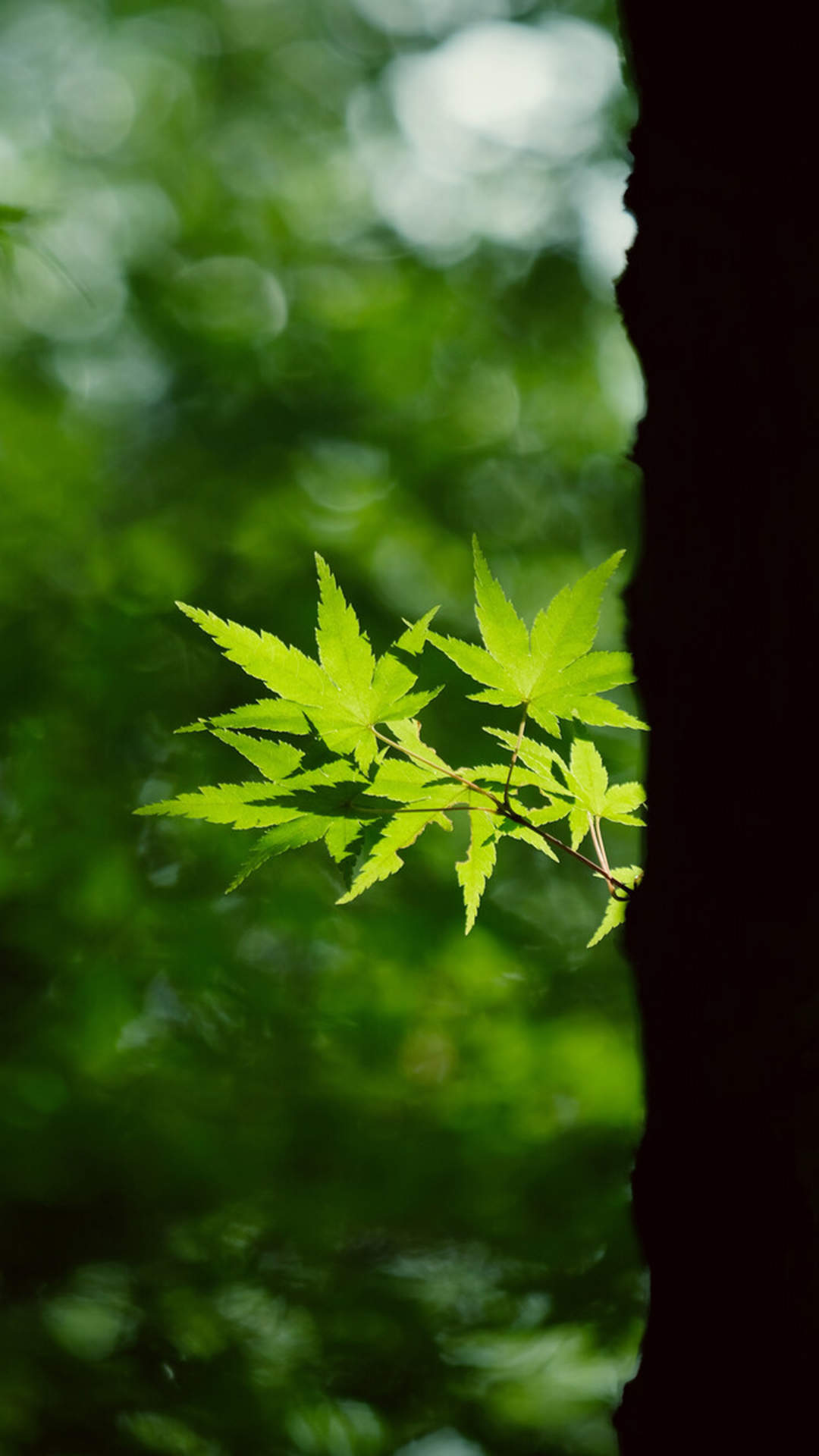 清新护眼绿色植物图片手机壁纸图片