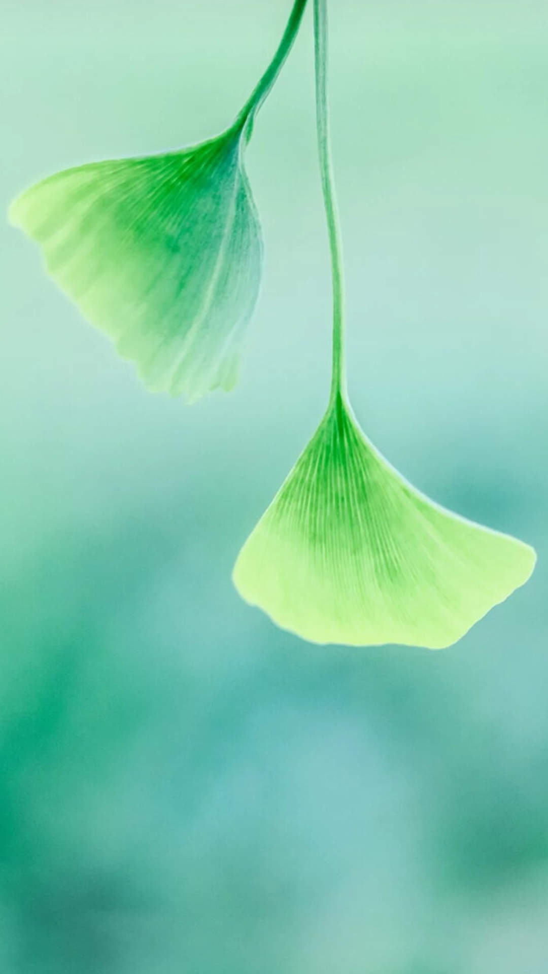 粉嫩清新的玫瑰花高清图片手机壁纸图片