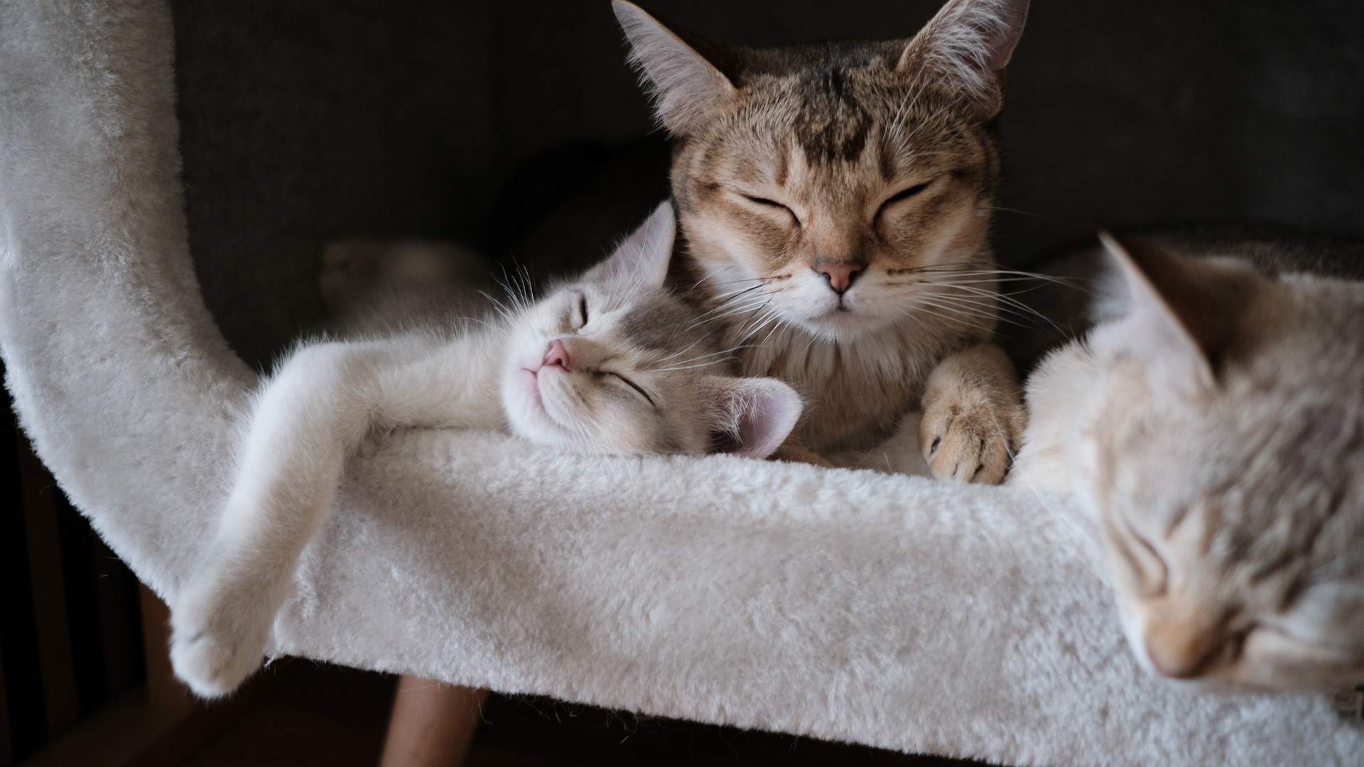 超可爱小猫图片高清手机壁纸图片
