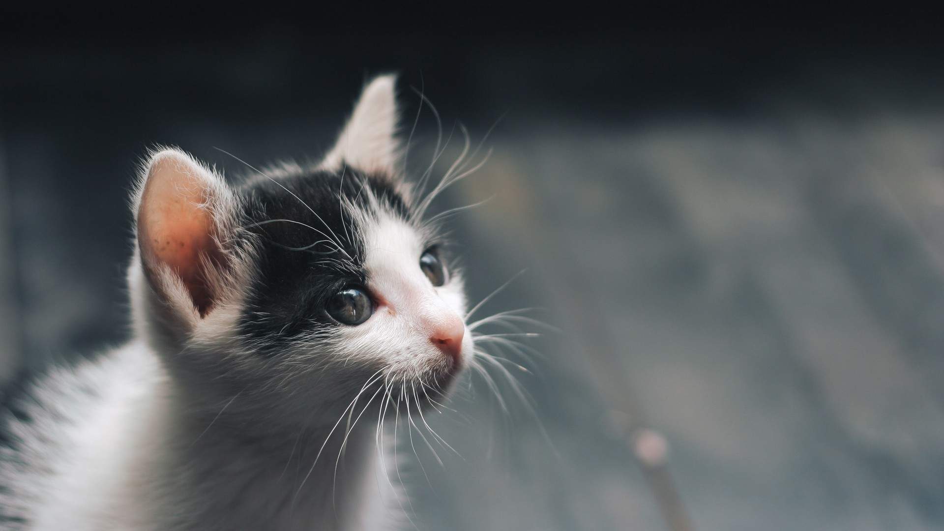 可爱卡通小猫咪高清图片手机壁纸图片