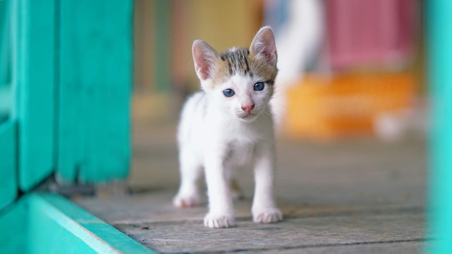 可爱卡通小猫咪高清图片手机壁纸图片