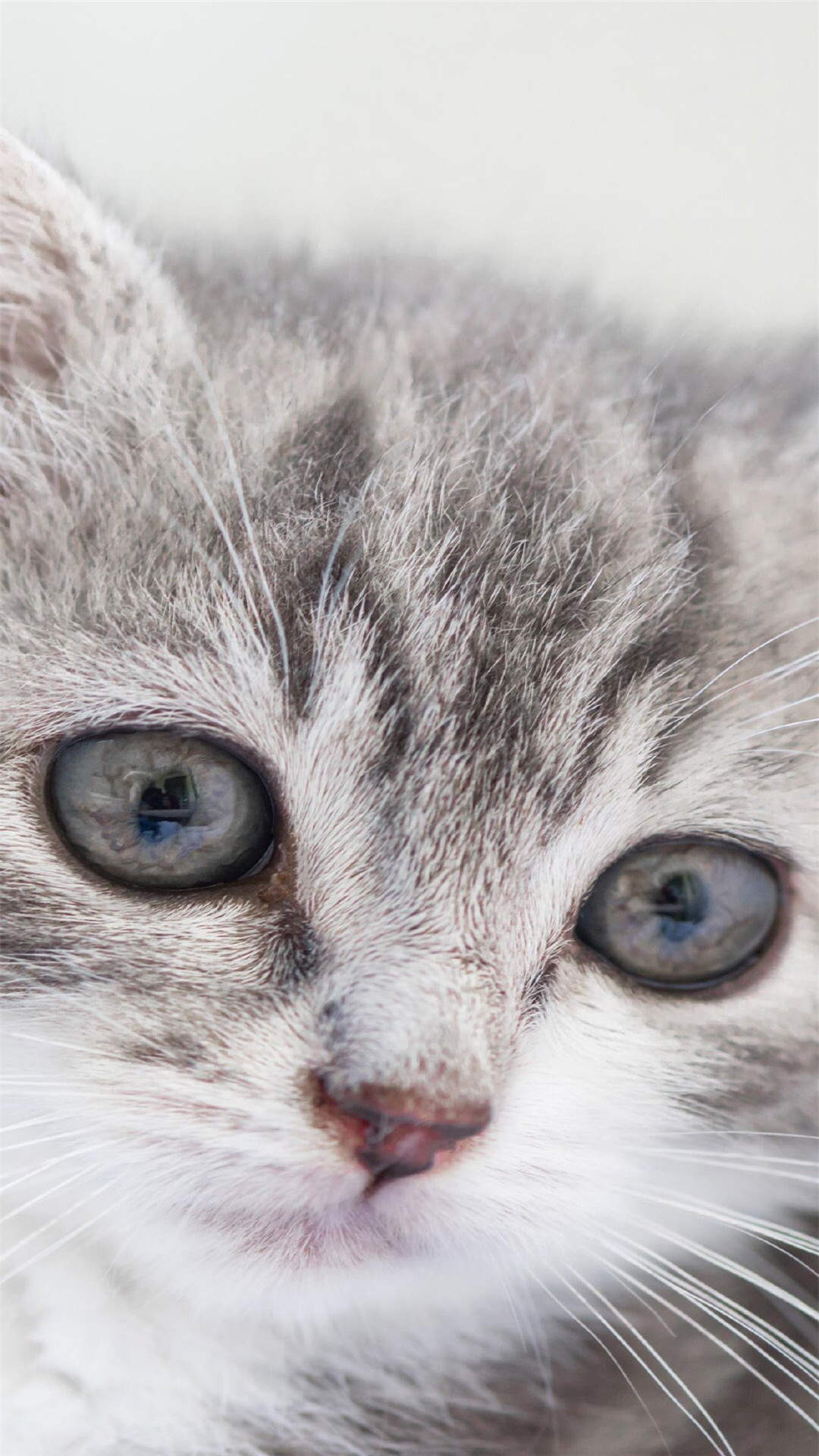 超可爱小猫图片高清手机壁纸图片