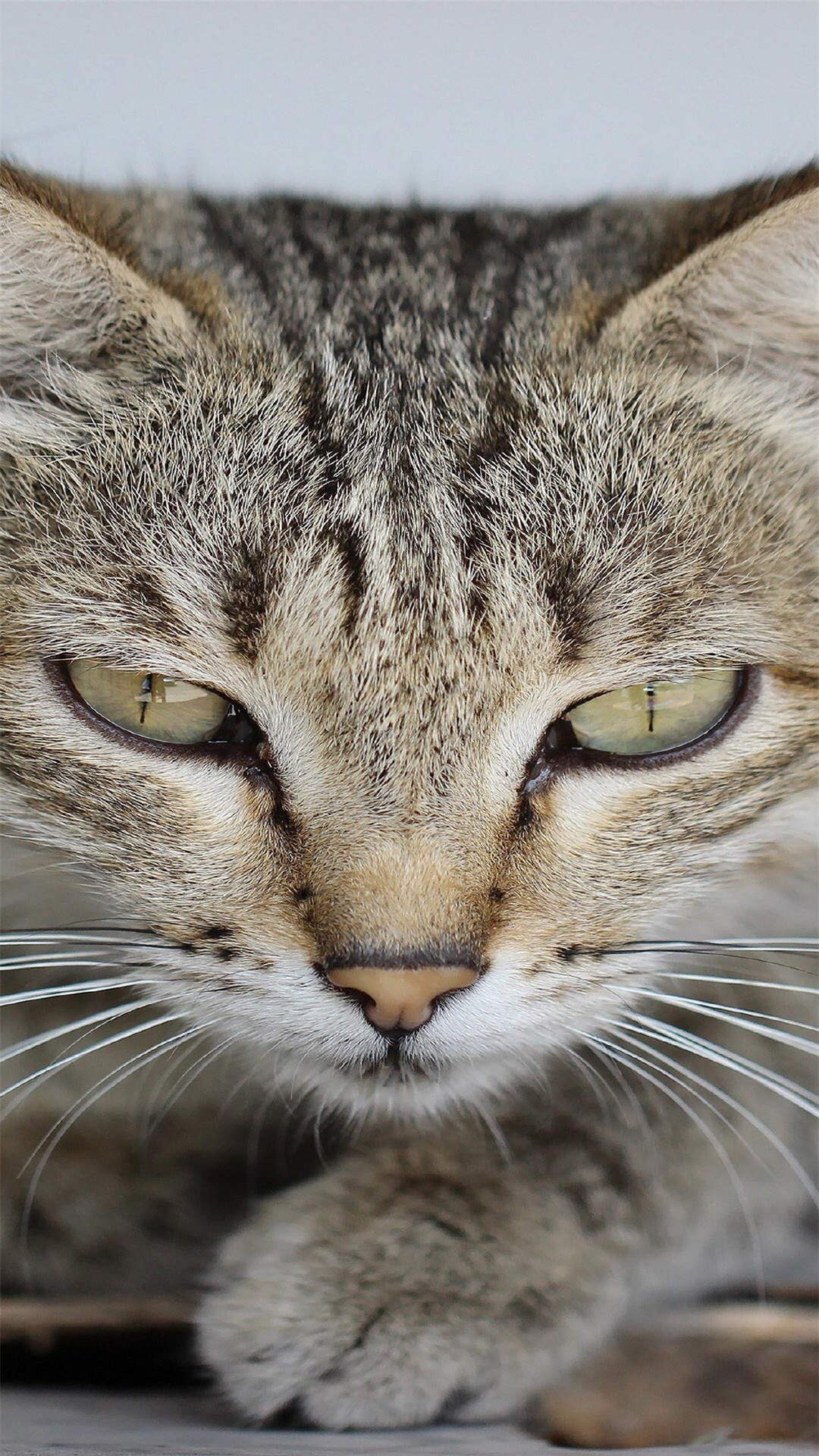超可爱小猫图片高清手机壁纸图片