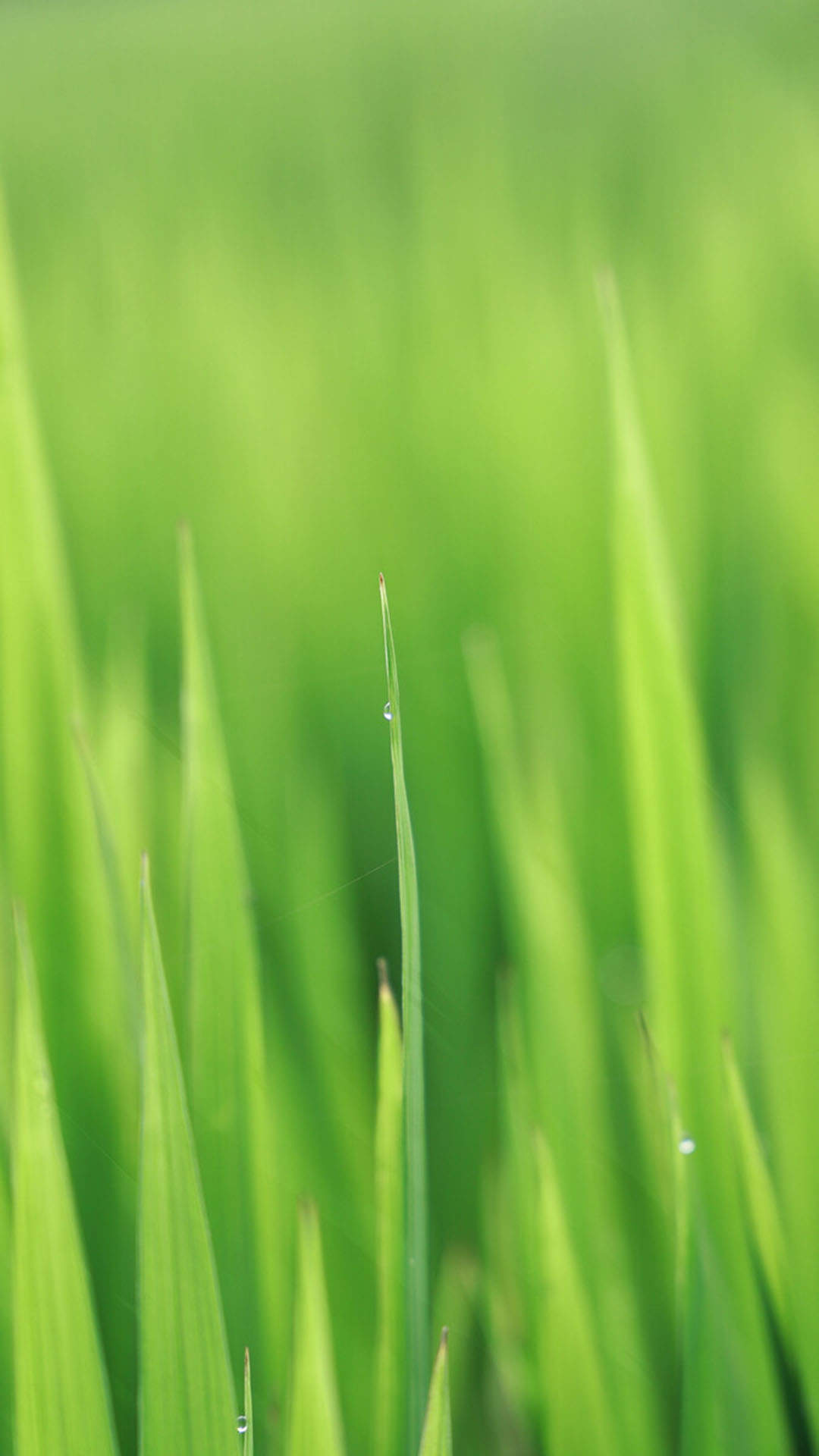粉嫩清新的玫瑰花高清图片手机壁纸图片