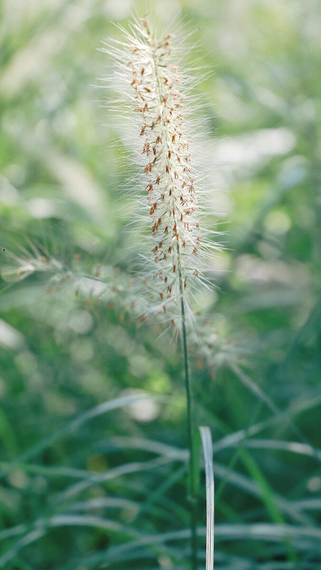 绿色护眼植物手机壁纸图片