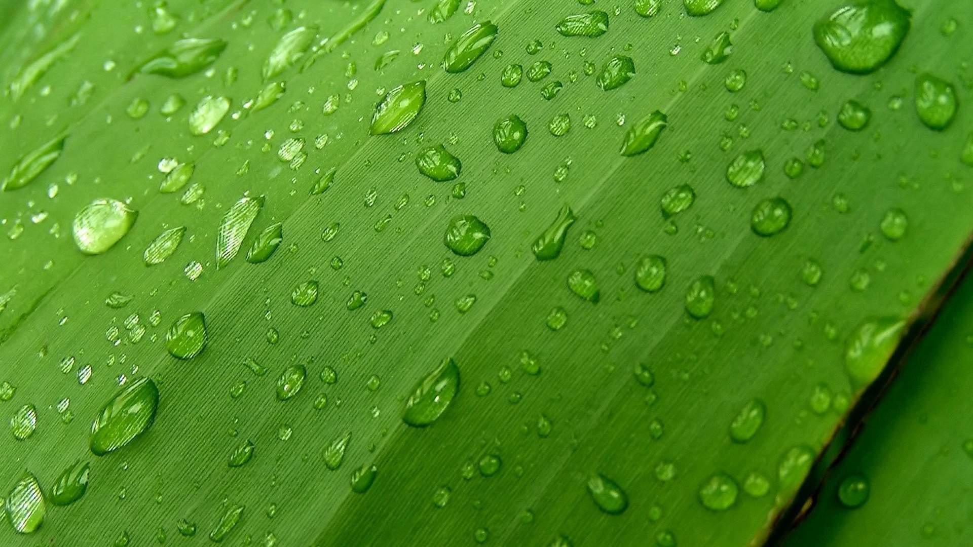 高清雨水清新护眼绿色水滴露珠高清桌面壁纸图片