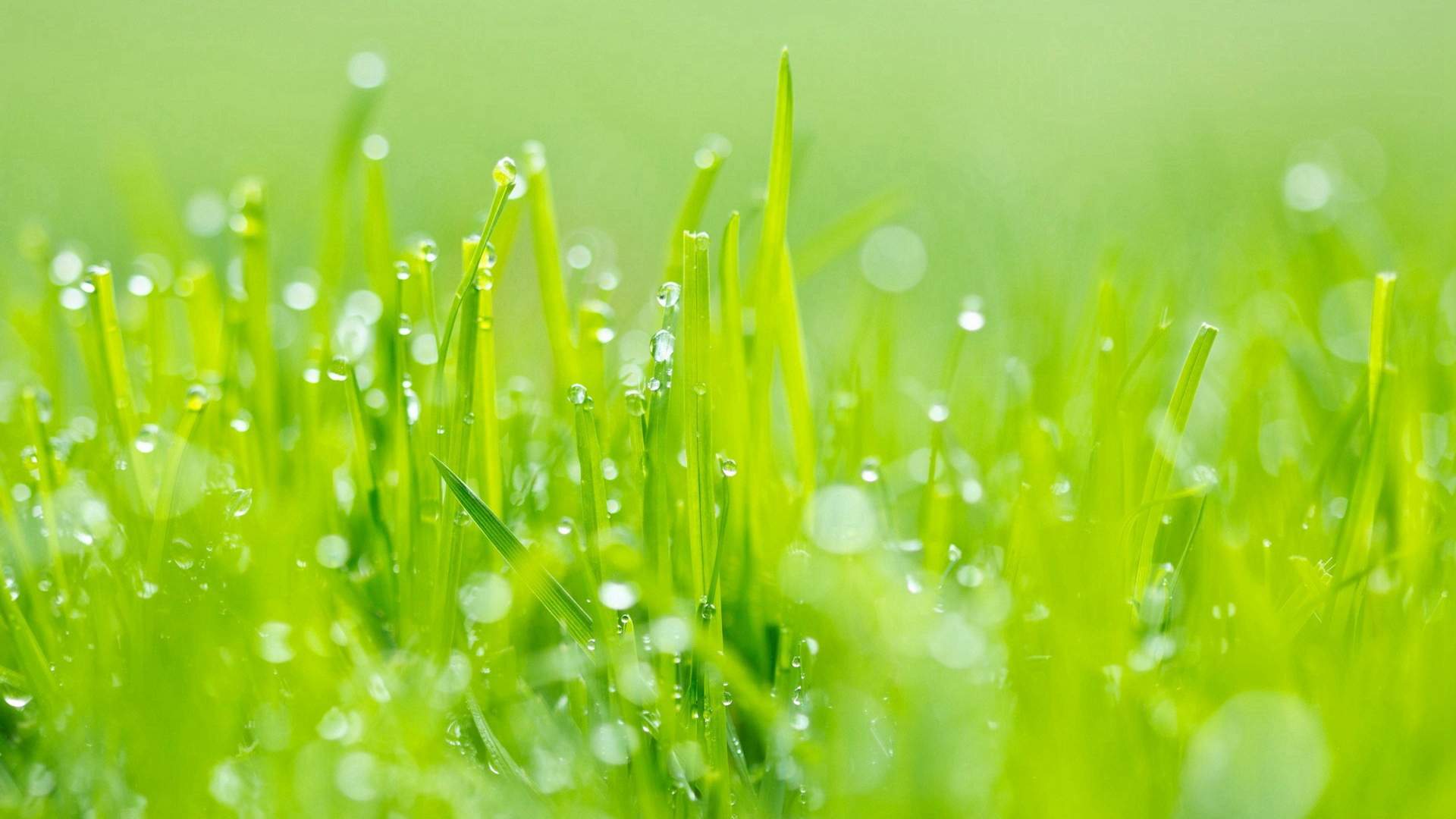 高清雨水清新护眼绿色水滴露珠高清桌面壁纸图片