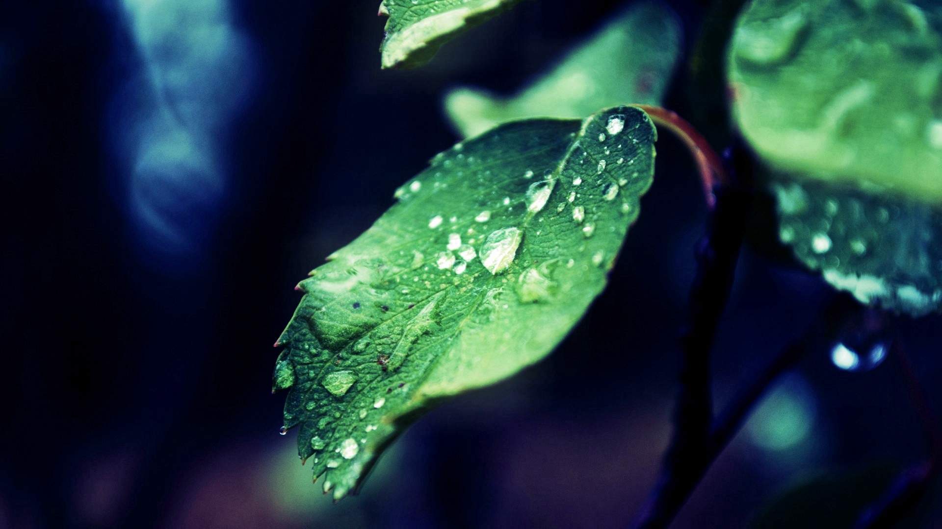高清雨水清新护眼绿色水滴露珠高清桌面壁纸图片
