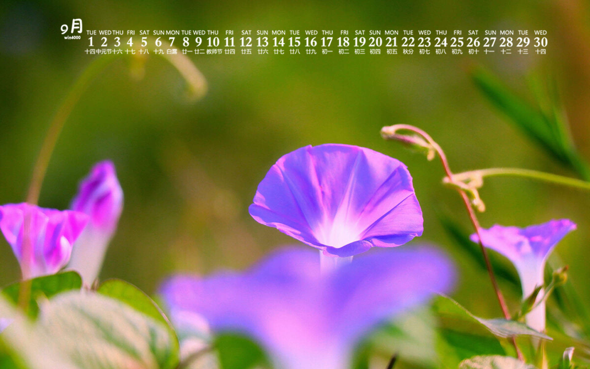 牵牛花图片
