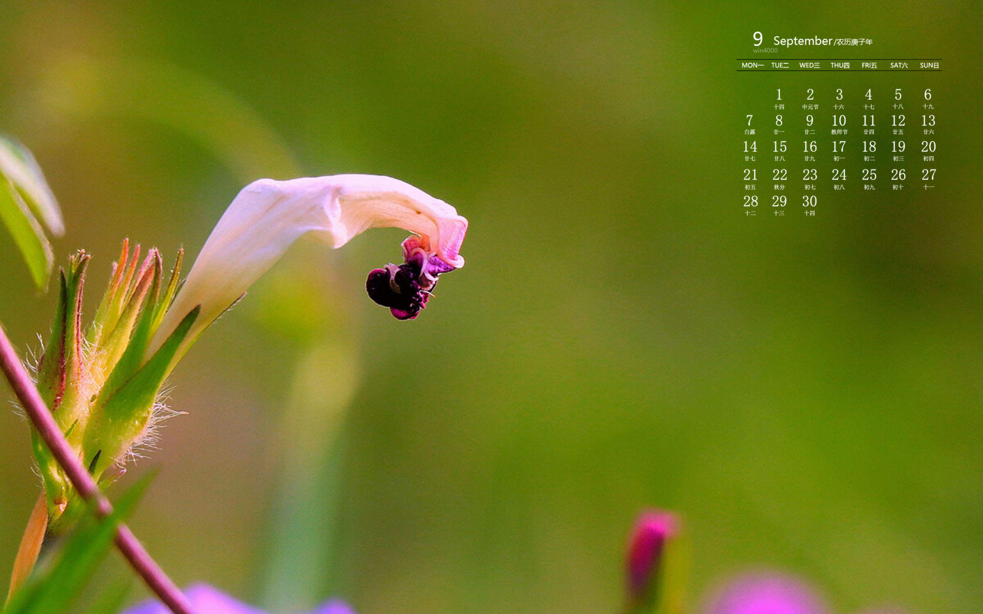 牵牛花图片