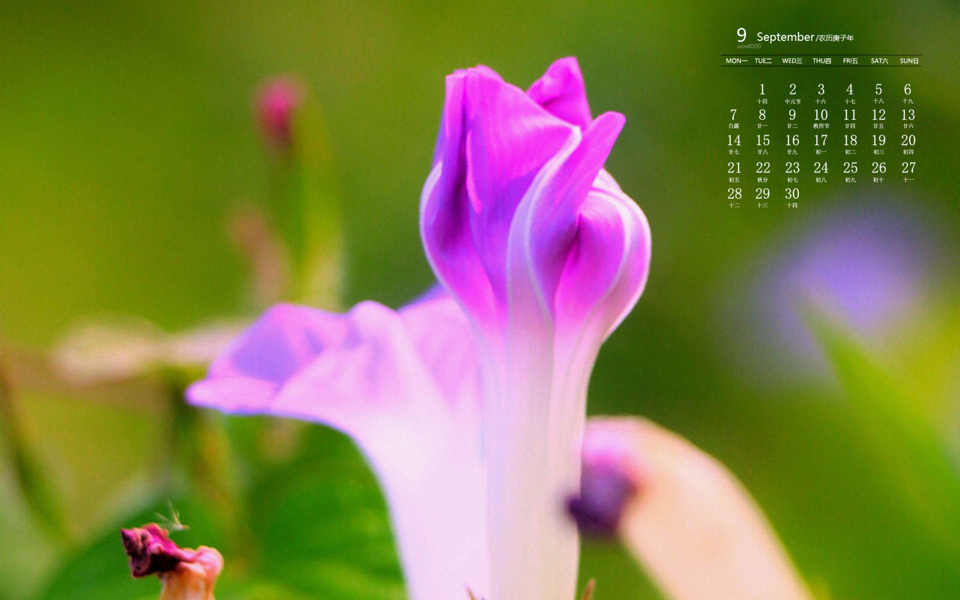 牵牛花图片