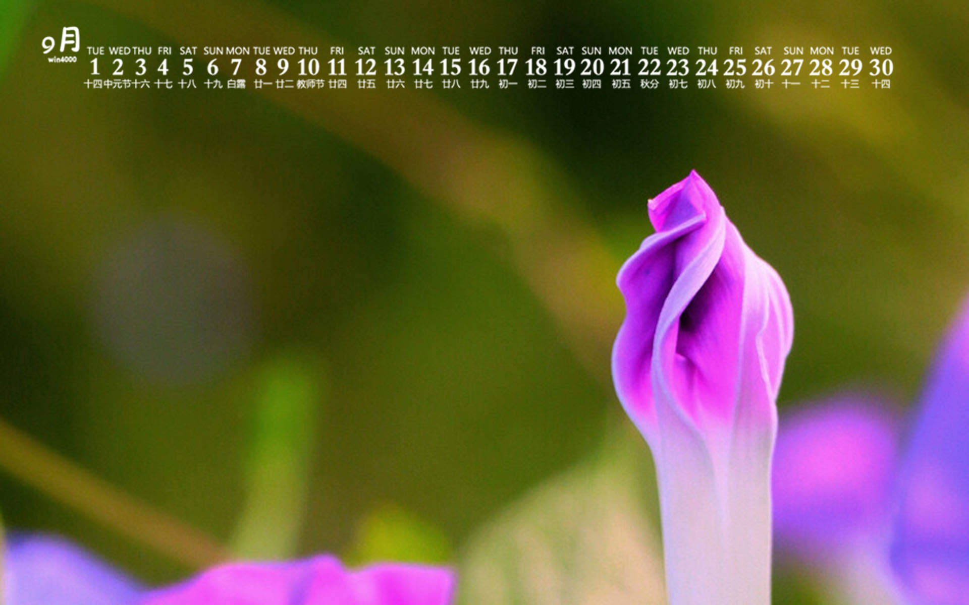 牵牛花图片