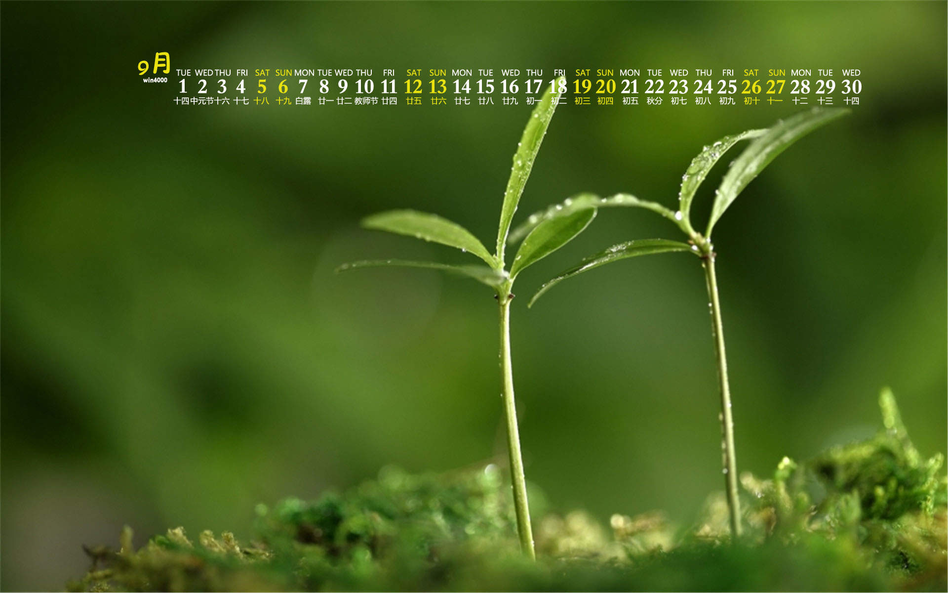 唯美清新绿色植物花卉高清摄影素材图片欣赏图片