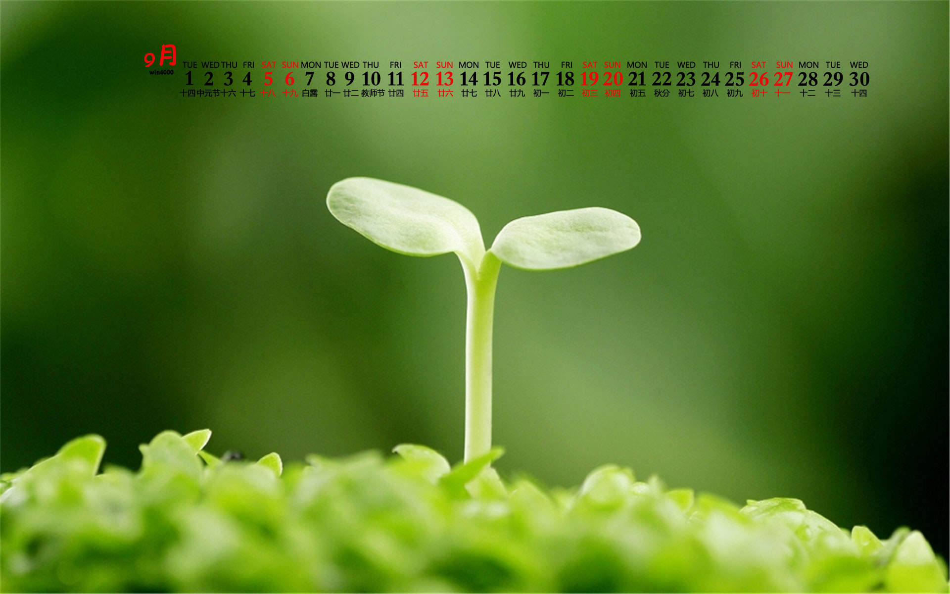 绿色植物图片