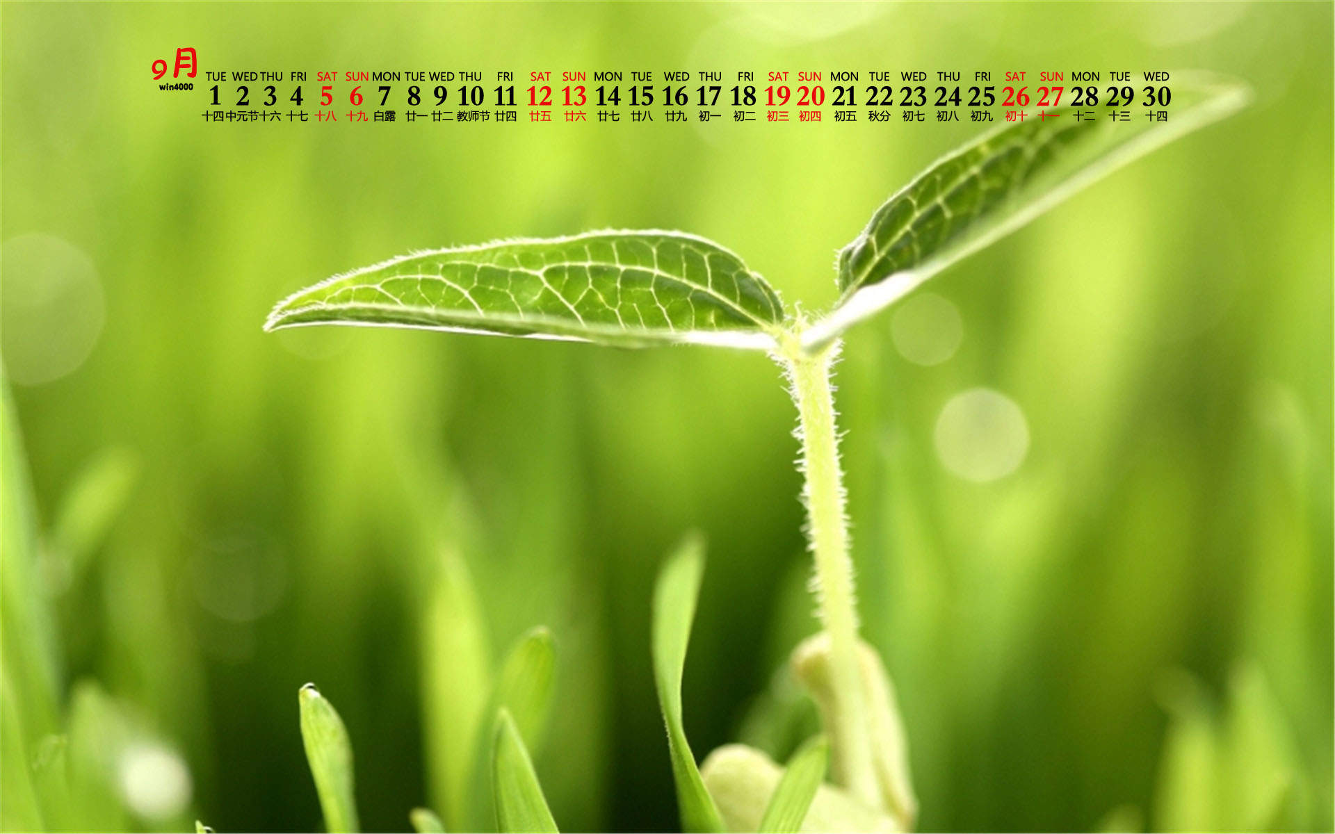 唯美清新绿色植物花卉高清摄影素材图片欣赏图片