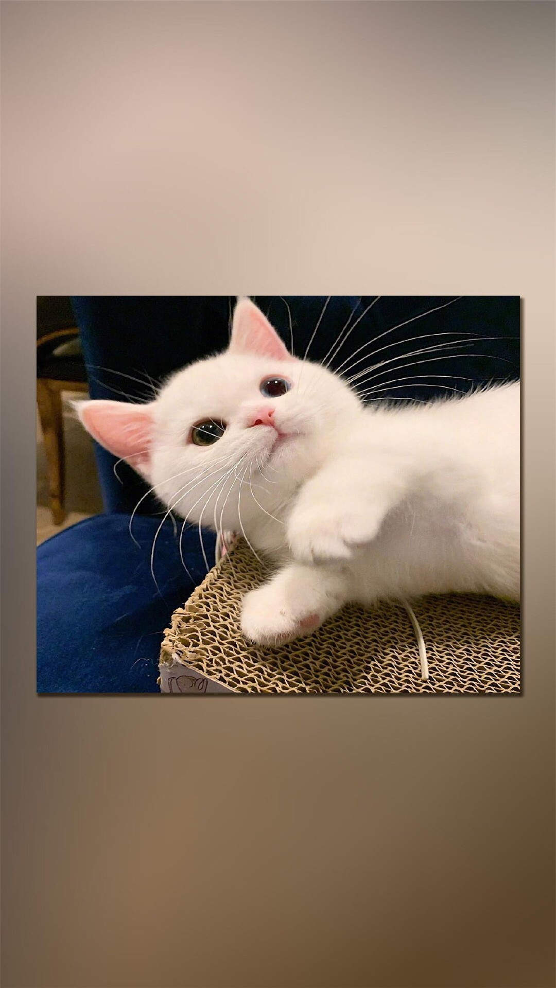 小猫图片
