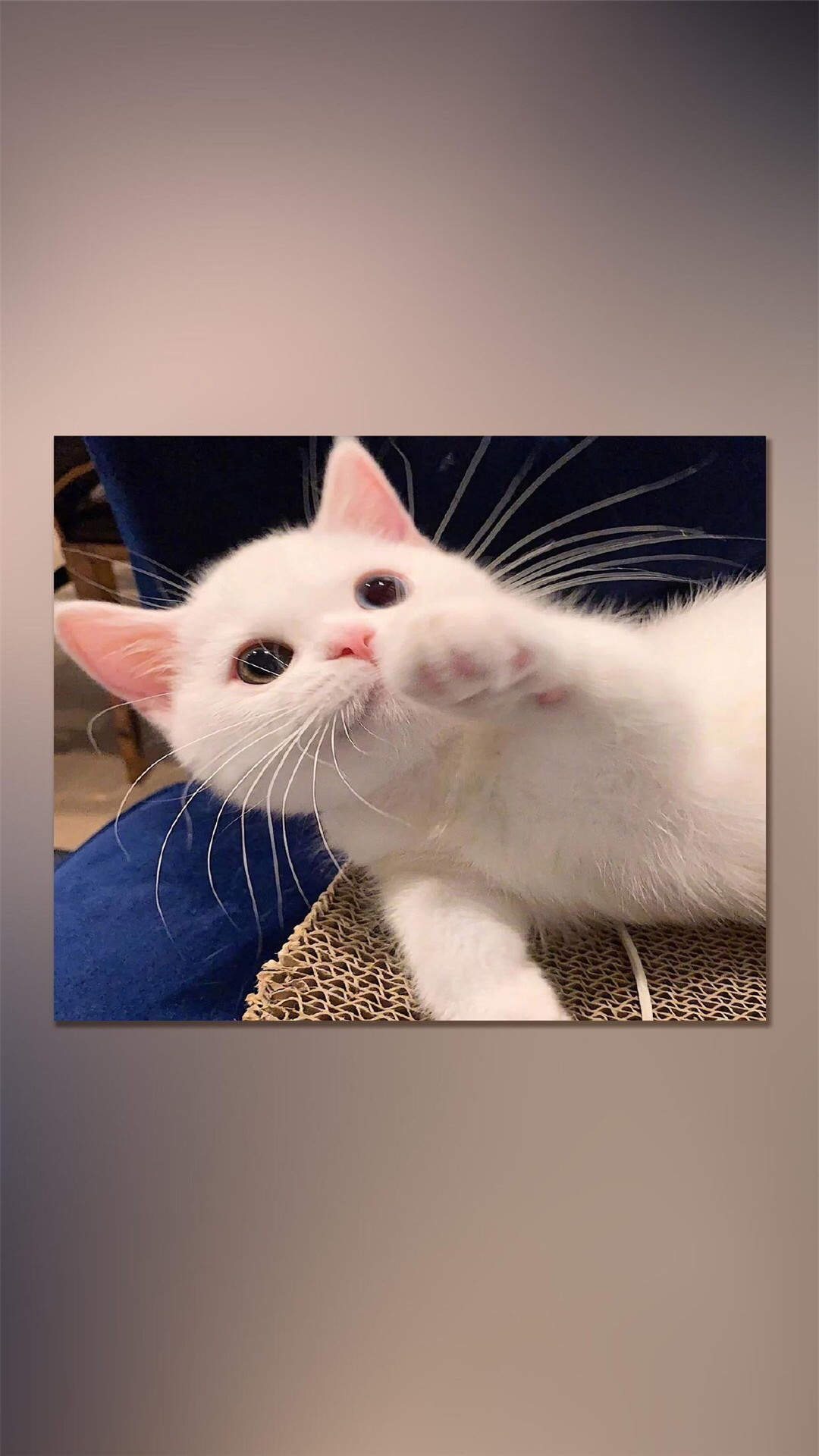 可爱萌宠猫咪图片 卖萌清新的小猫咪头像图片 喵星人头像图片图片